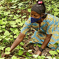 卡莱赫咖啡种植园的一名佃农正在照料她的豆田