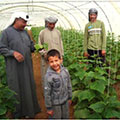 在伊拉克当地的一个温室里，一位当地农民、他的儿子和他的工全球最大体育平台聚集在他们的植物周围